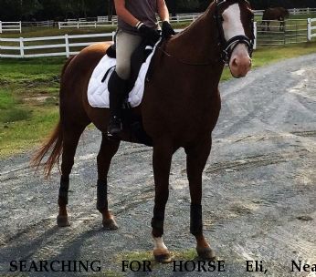 SEARCHING FOR HORSE Eli,  Near Monroe, NC, 28112